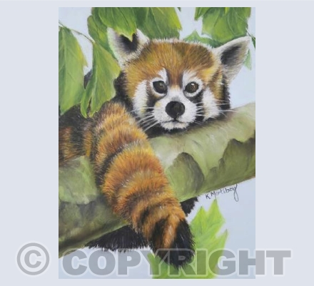 Little Red Panda