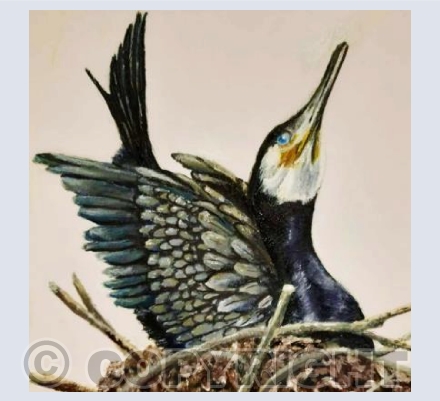 Nesting Cormorant