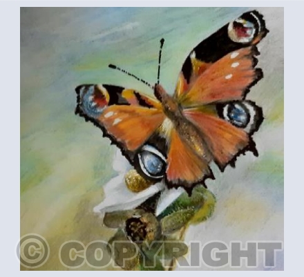 Peacock Butterfly