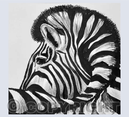 Zebra Portrait