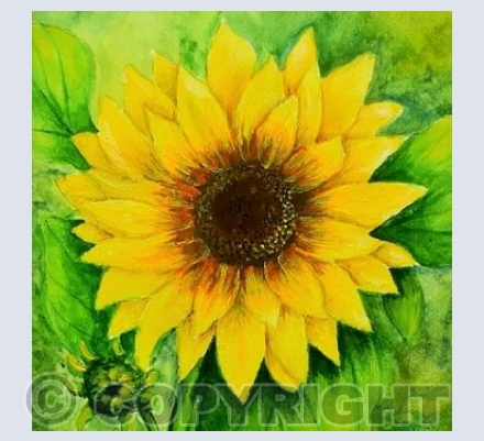 Sunflower Solo