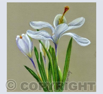 Spring Crocus