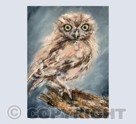 Little Owl