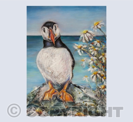 Daisies / Llygaid y Dydd