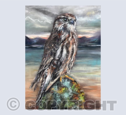 Cudyll Bach/Merlin.