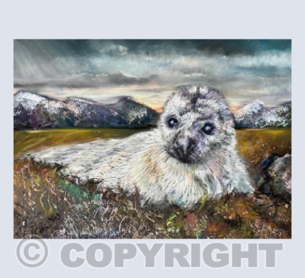 Cwn Morloi/Seal Pup.