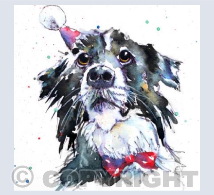 Collie at Christmas