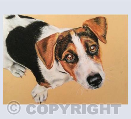Jack Russell
