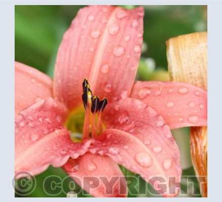 Flowers in the rain