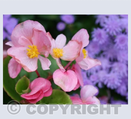 Garden Flowers