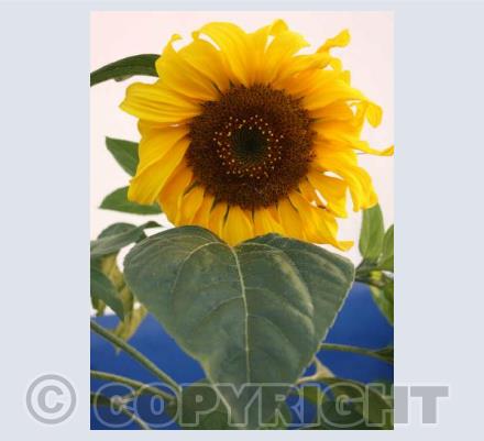 ' Bring me sunshine'
