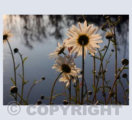 Sunlight on the water