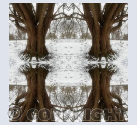Winter Trees