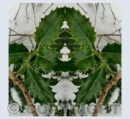 Holly