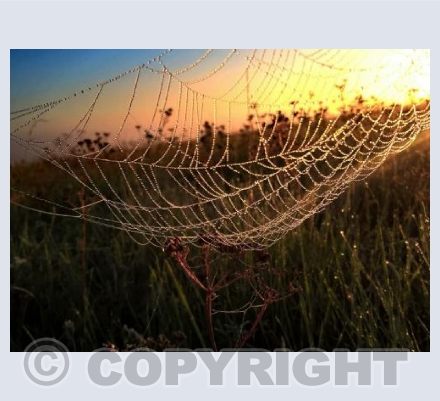 Spiderwebs