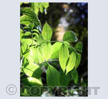 ' Bright sunshiny day'