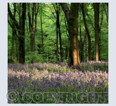 Bluebells, West Woods