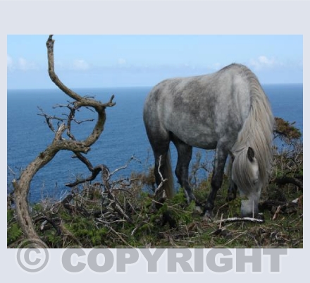 Wild Horses