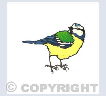 Blue Tit