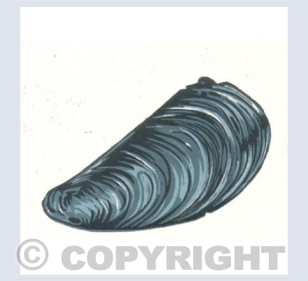 Shell
