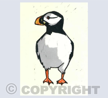 Puffin