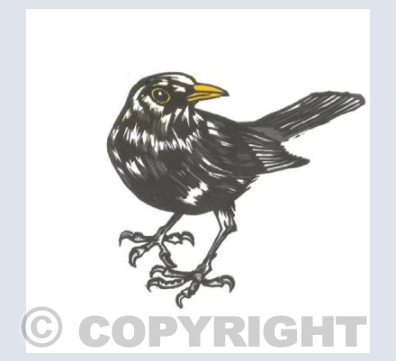 Black bird card
