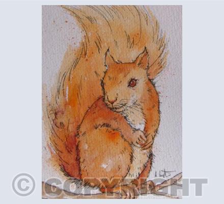 Squirrel