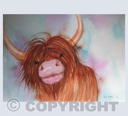 Heeland Coo 4
