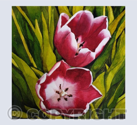 Tulips From My Garden