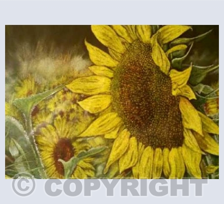 Morning Sunflower