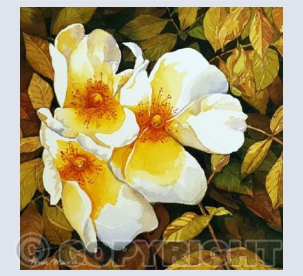 Autumn Roses