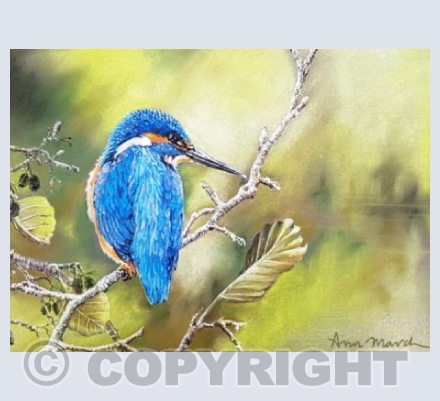 Kingfisher