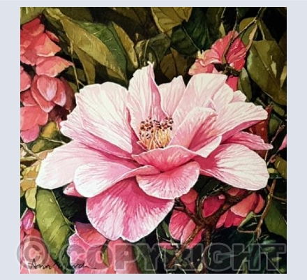 Camellia a Rose of Winter