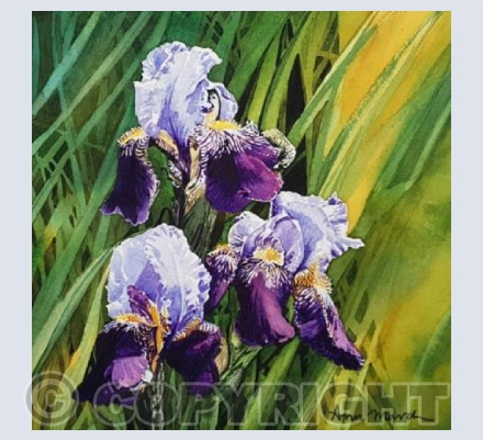 Bearded Iris
