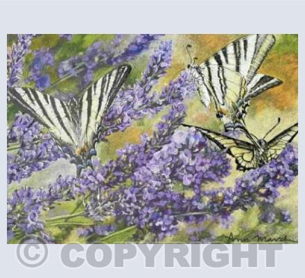 Scarce Swallowtails