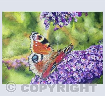 Peacock Butterfly