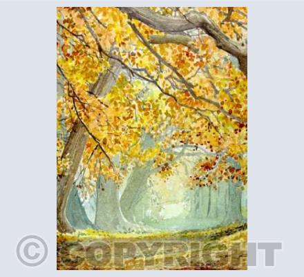 Autumn Beeches