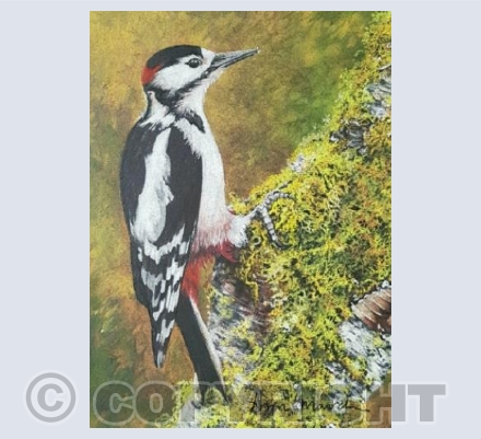 Greater Spotted Woodpecker
