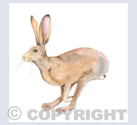 The Bouncy Hare