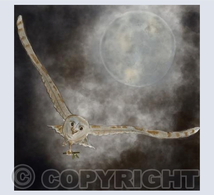 The Night Owl