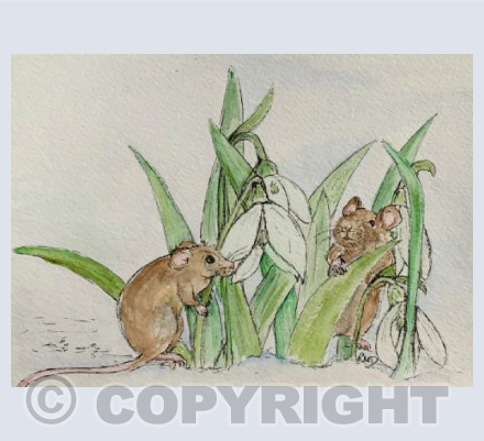 Snowdrop Mice