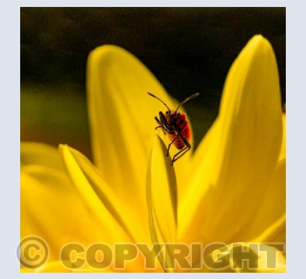 Yellow Flower Insect