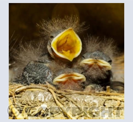 Baby Sparrows 