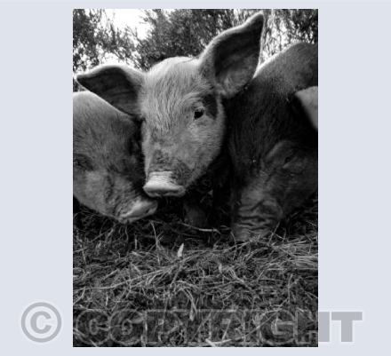 Piggy In The Middle