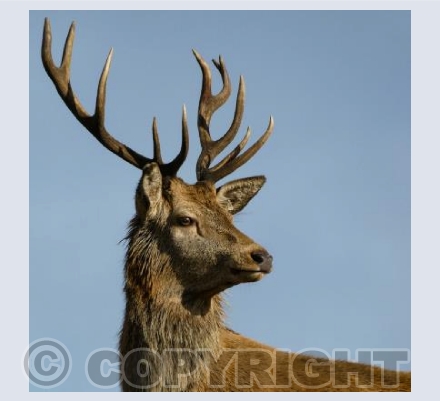 Red Stag