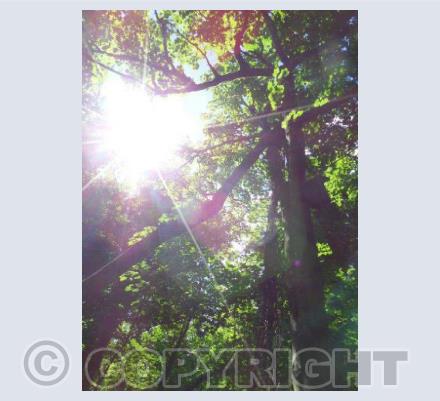 Shining Through The Forest