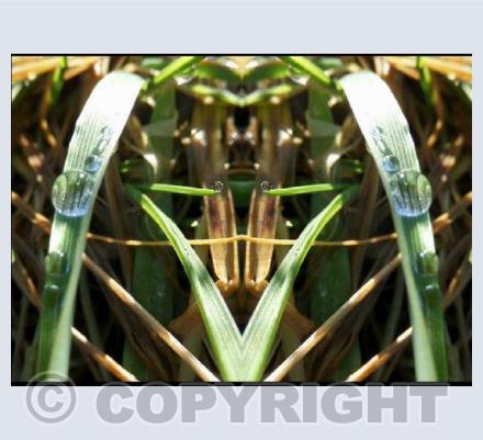 Nature's Perfect Raindrop Precision