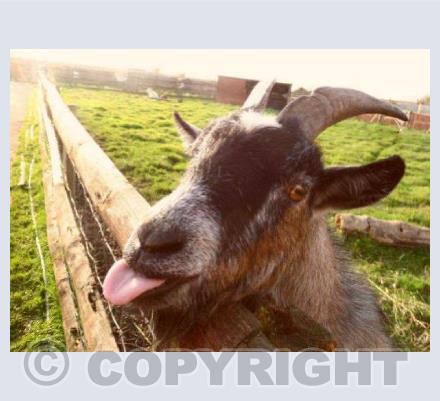 The Selfie Goat