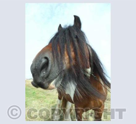 Did you hear about the horse with the Moustache?