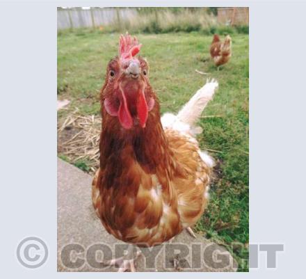 Pouty Chicken